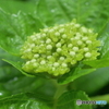 紫陽花記録５