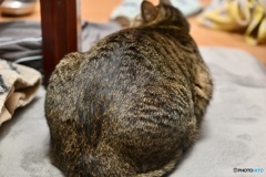 大きい、お尻