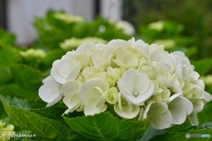 紫陽花記録　最終
