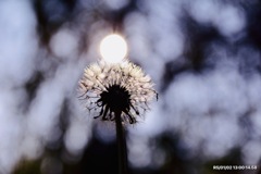 夕陽に照らされて