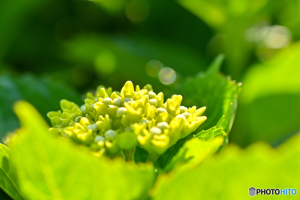 紫陽花記録９