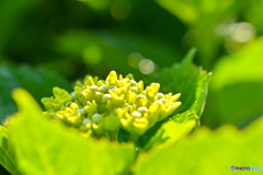 紫陽花記録９