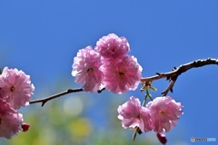 ルピナスパークのサトザクラ