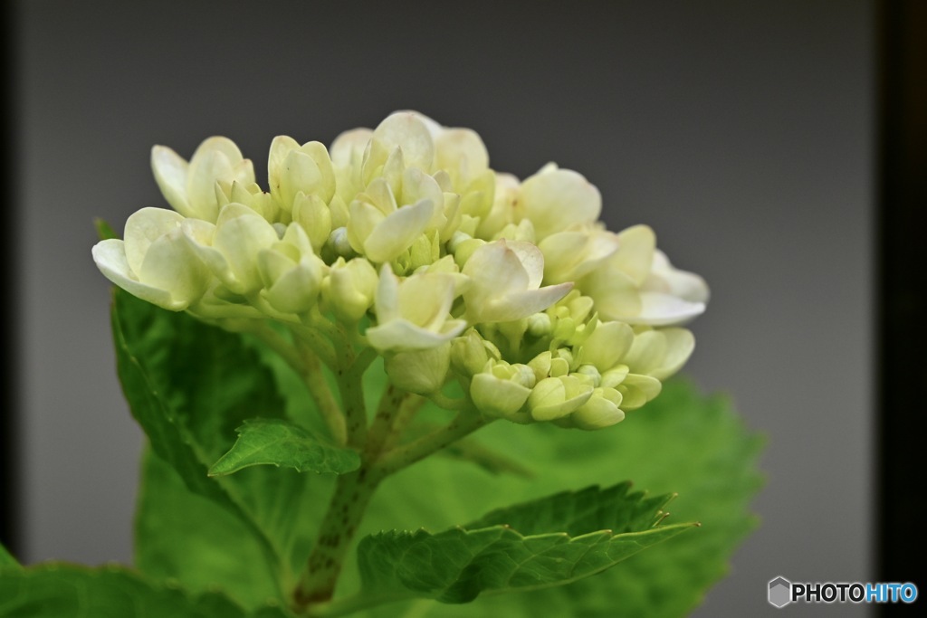 自宅の紫陽花