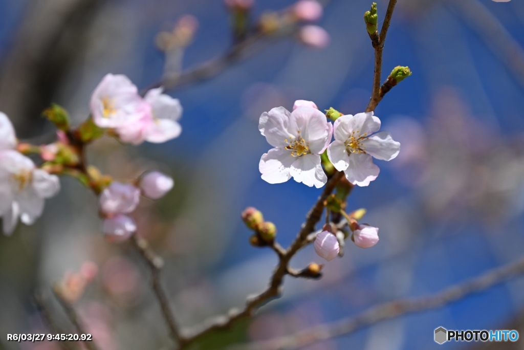 ようやく開花