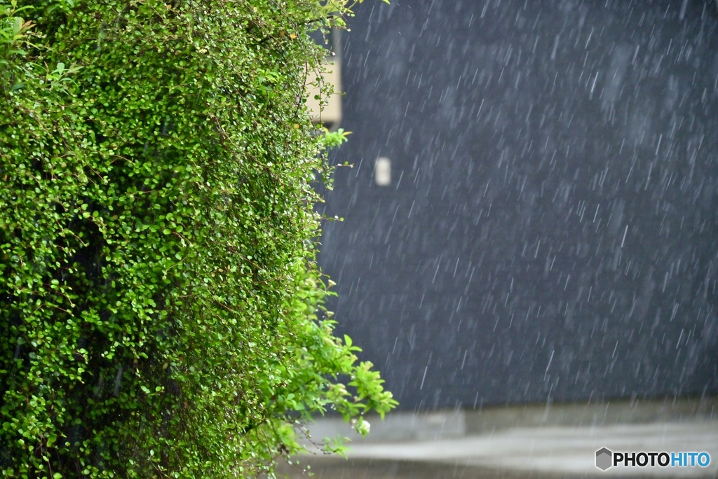 桜を散らす雨 by ヨッシー⭐︎ （ID：13434642） - 写真共有サイト:PHOTOHITO