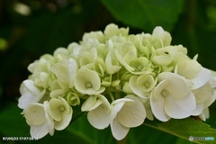 紫陽花記録12