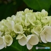 紫陽花記録12