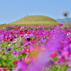 古墳と秋桜