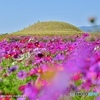 古墳と秋桜