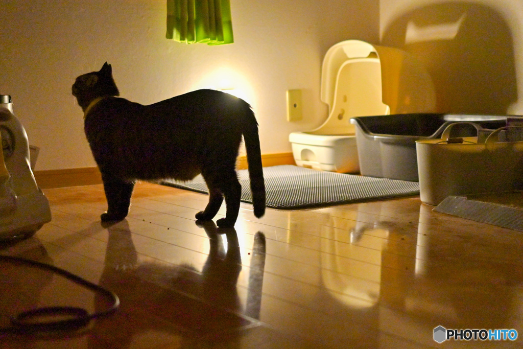 猫部屋