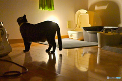 猫部屋