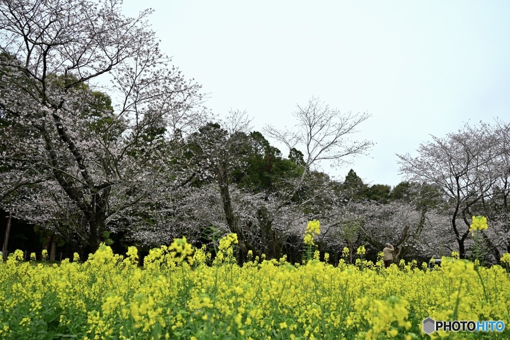 西都原①