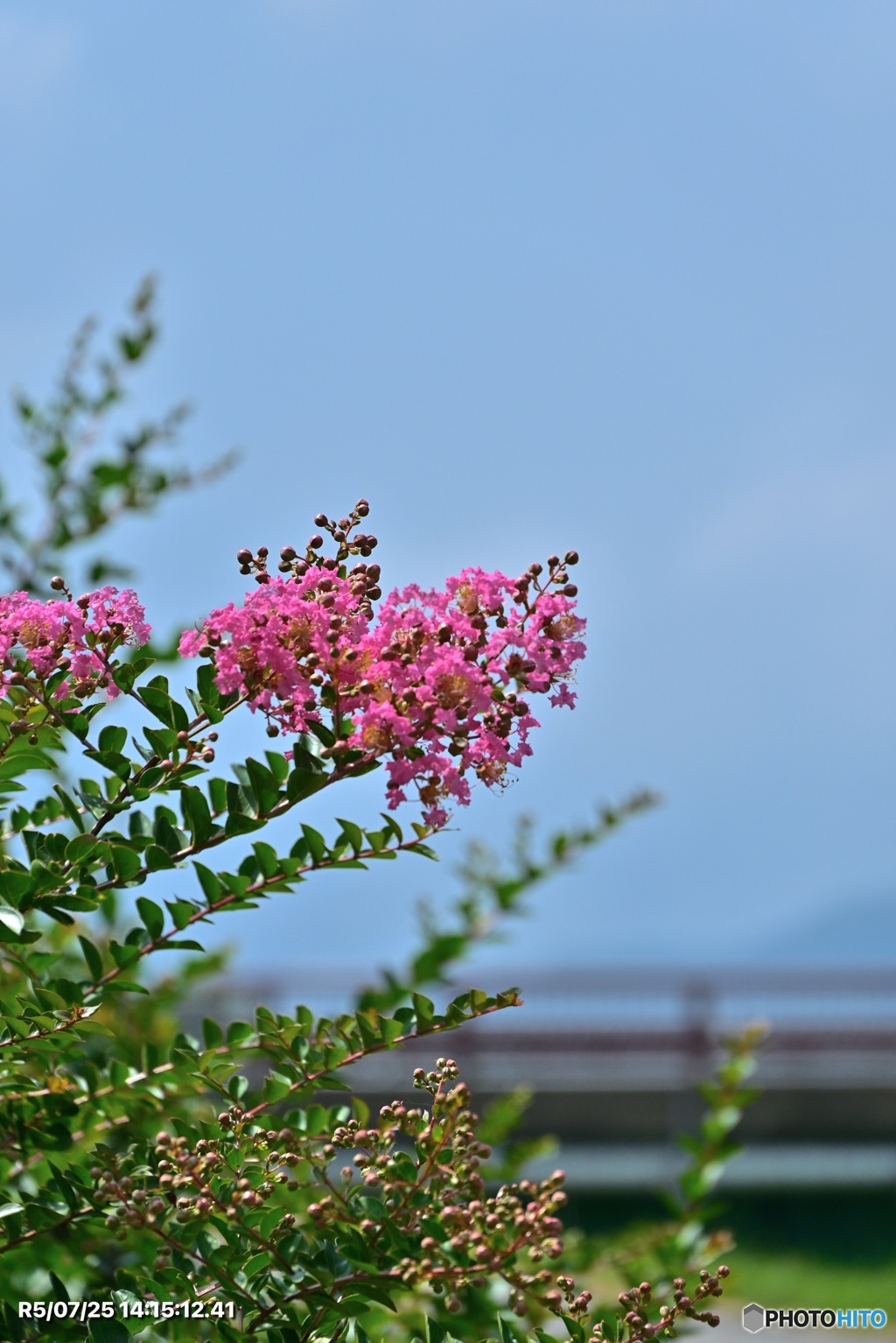 サルスベリの花