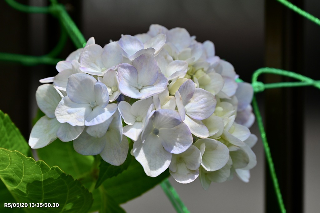 本日の紫陽花