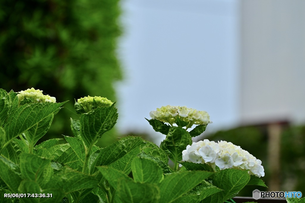 今月初めの紫陽花