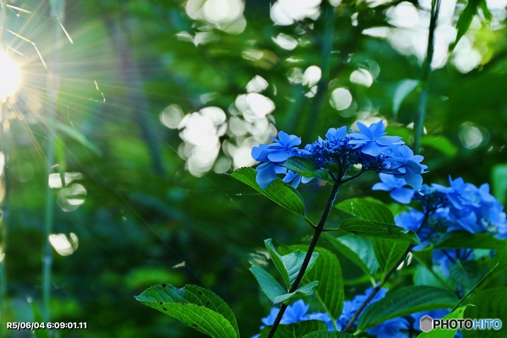 紫陽花・玉ボケ添え