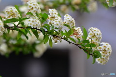 雫