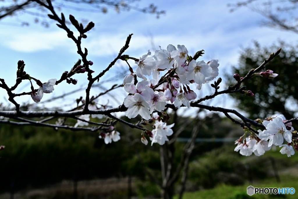 湿原で咲きほこる桜