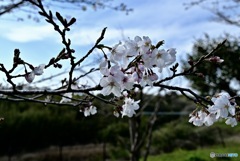 湿原で咲きほこる桜