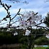 湿原で咲きほこる桜