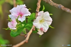 季節外れの桜