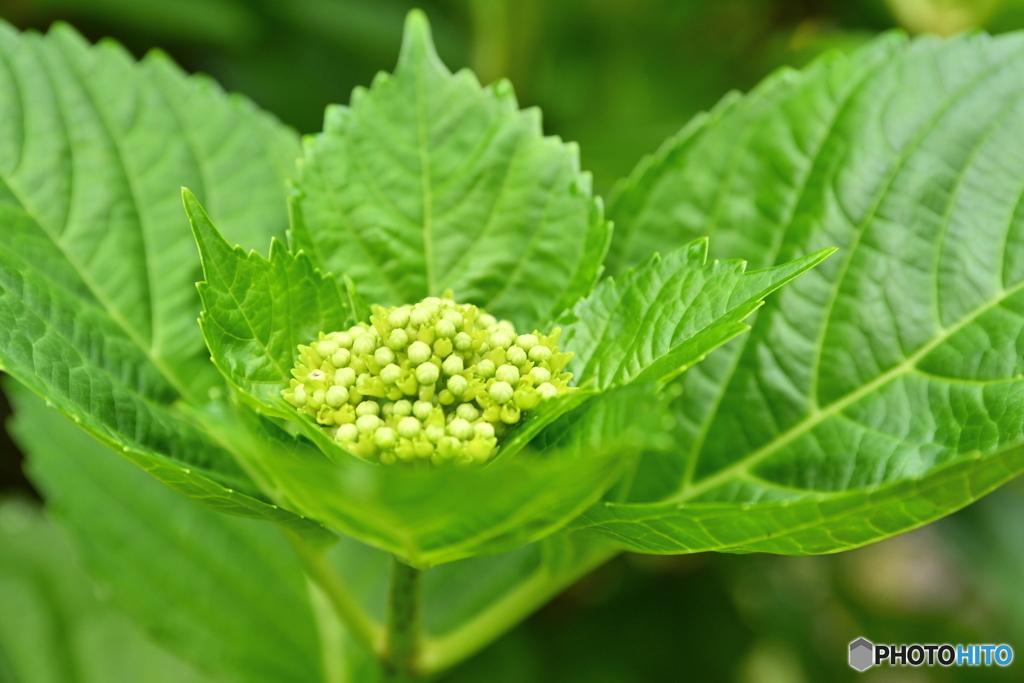 紫陽花記録３