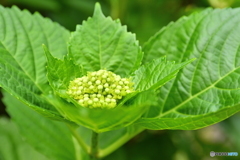 紫陽花記録３