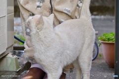 纏わり付くニャンコ