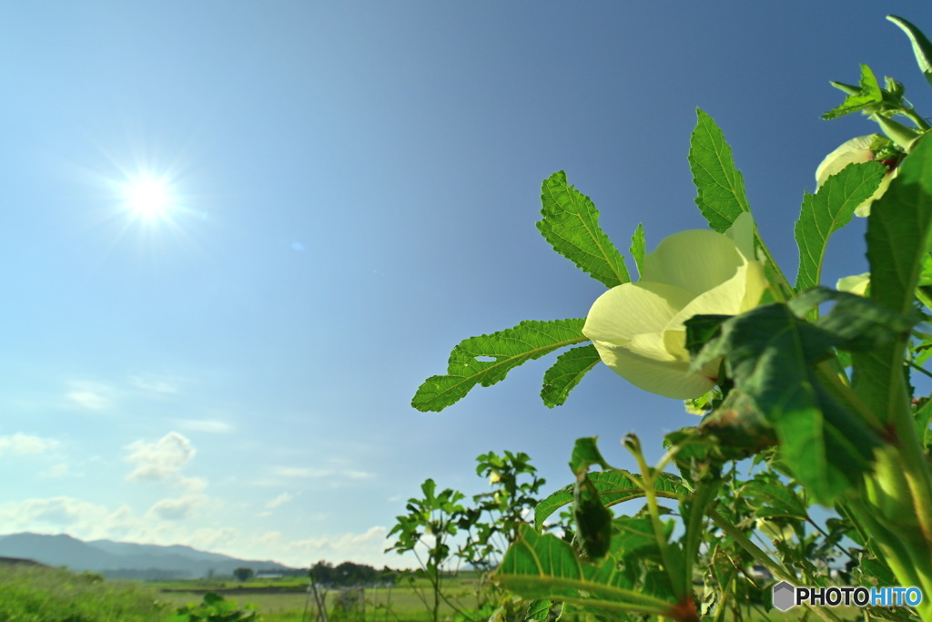 オクラの花