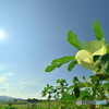 オクラの花