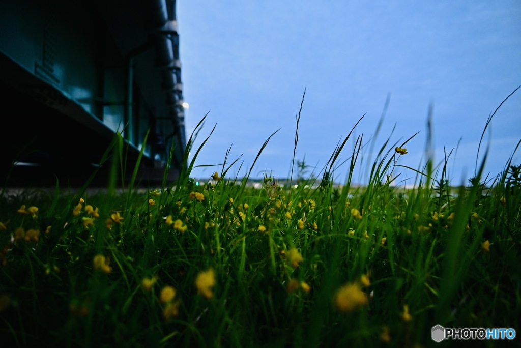 橋を見上げて育つ