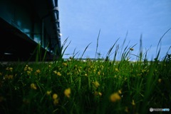 橋を見上げて育つ