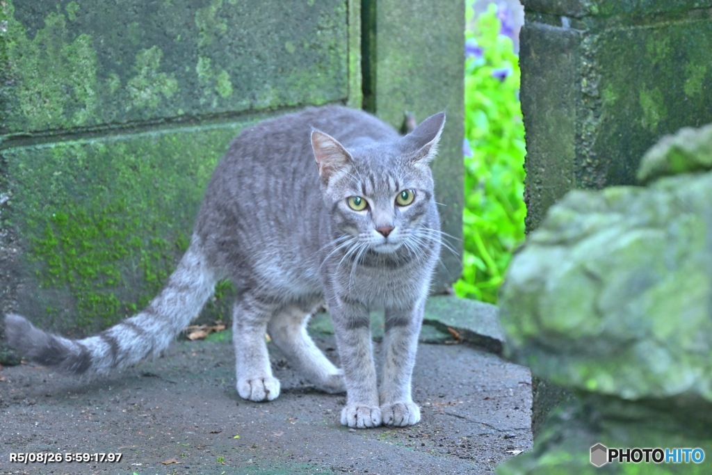 小さな猛獣