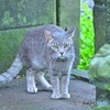 小さな猛獣