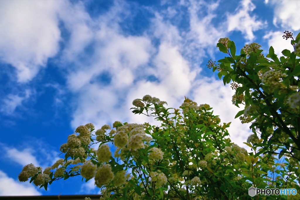 青空にコデマリを添えて