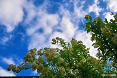 青空にコデマリを添えて