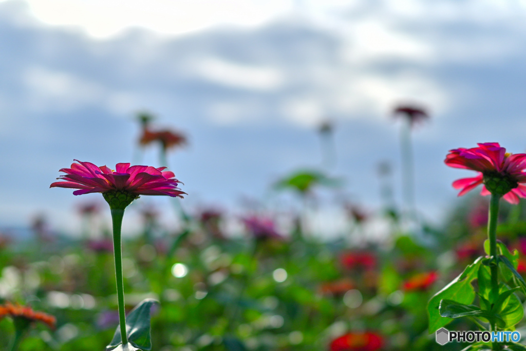 母の花壇