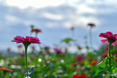 母の花壇