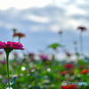 母の花壇