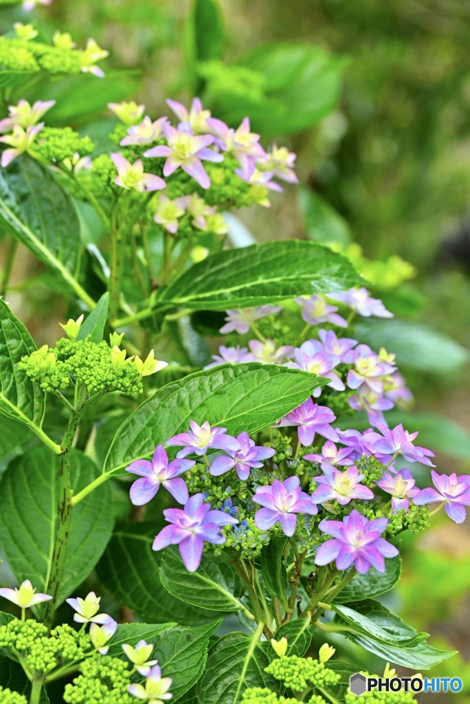 本日の紫陽花