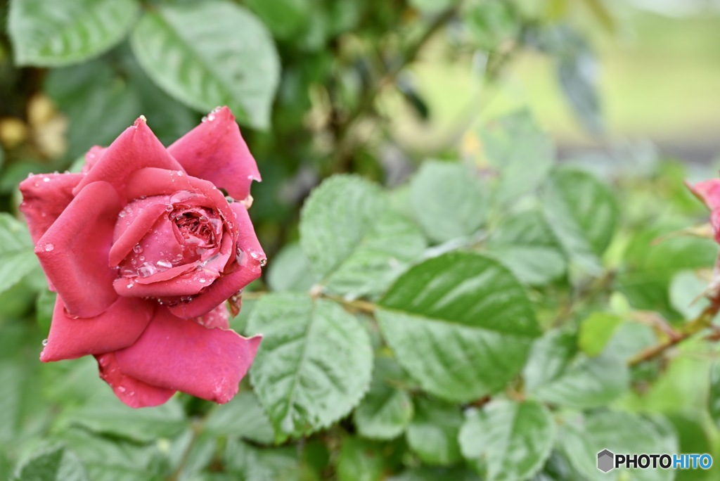 雨上がりの薔薇