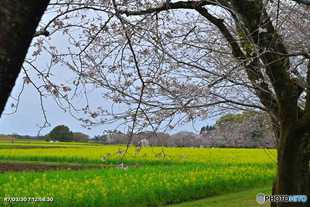 桜の季節