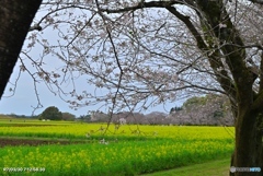 桜の季節