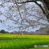 桜の季節