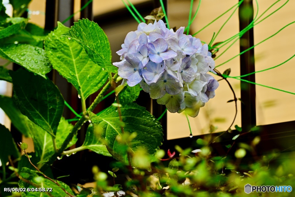 間一髪の紫陽花