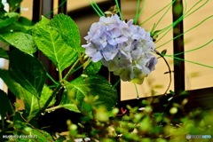 間一髪の紫陽花