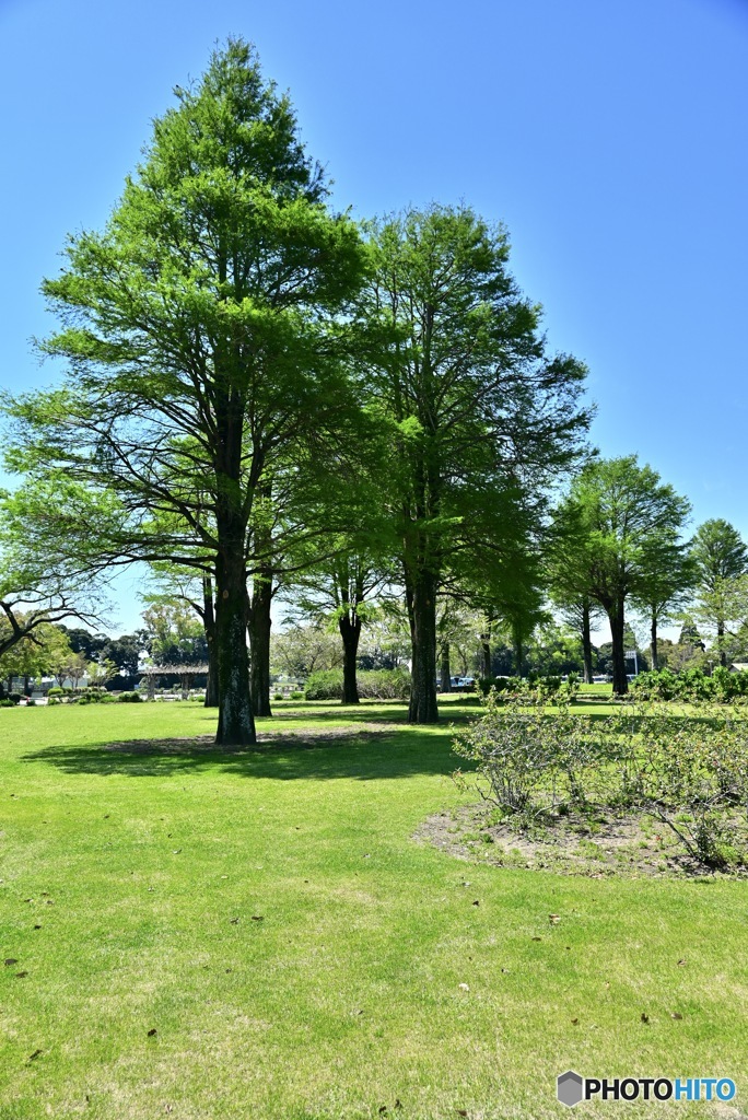 ヨーロッパブナ