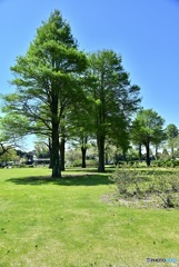 ヨーロッパブナ