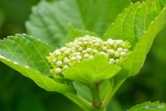 紫陽花記録６